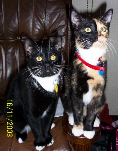 Whisky & Spike
